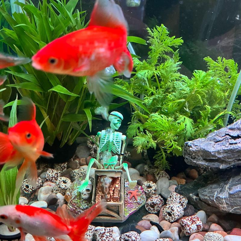 Aquarium Fish Diseases - Аквариум, аэробный пейзаж, пузырьковый воздушный насос,
