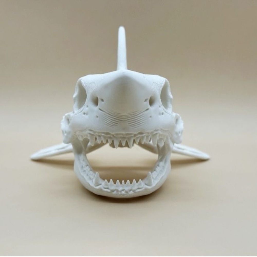 3D-печатный скелет акулы для к – обзор и цена Aquarium Fish Shark