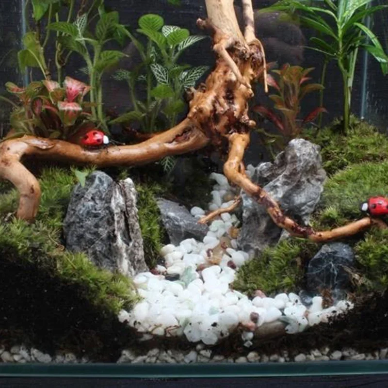 Натуральный ствол дерева Drift – обзор и цена Aquarium Fish Diseases