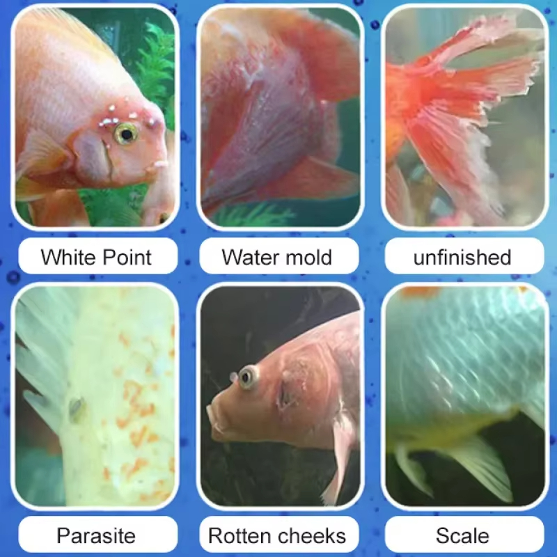 SIKEZHAN Лечение и нитрифициру – обзор и цена Aquarium Fish Diseases