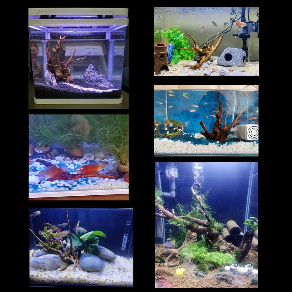Натуральный ствол дерева, аква – обзор и цена Aquarium Fish Diseases
