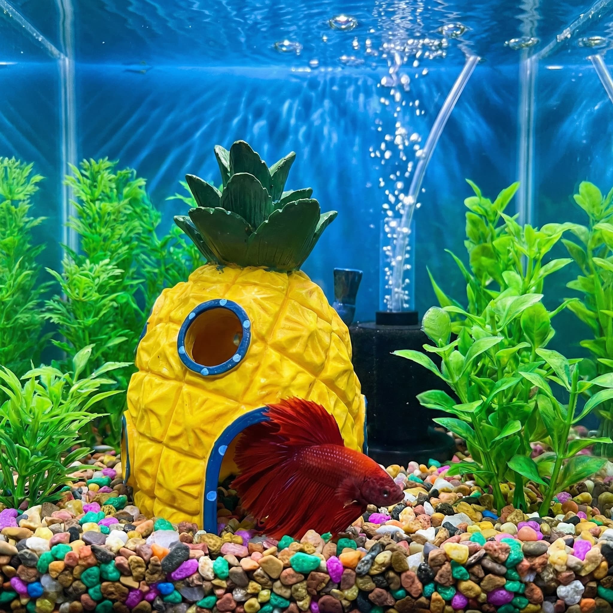 Декор для аквариума «Ананасовы – обзор и цена Aquarium Fish Cave